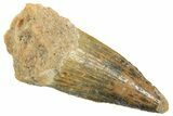 Juvenile Fossil Spinosaurus Tooth - Real Dinosaur Tooth #298398-1